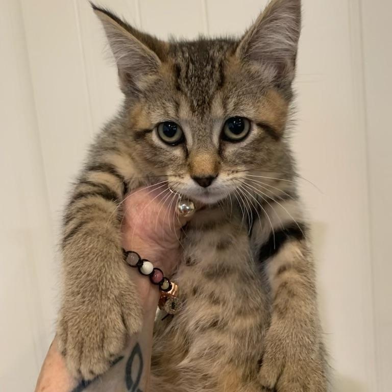Enlarge Mia, an adopted Extra-Toes Cat / Hemingway Polydactyl in Pasco, WA image 1/6