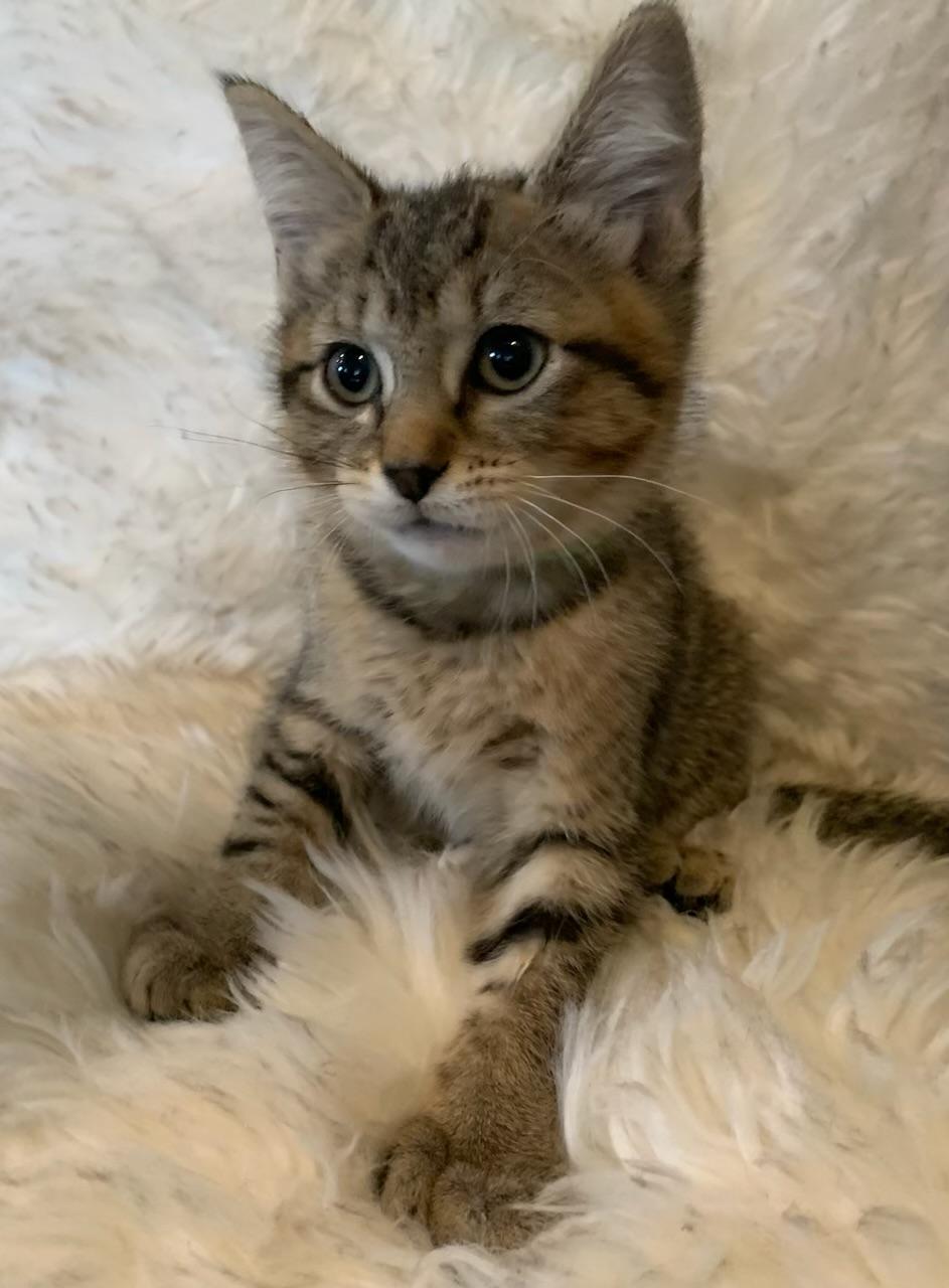 Enlarge Mia, an adopted Extra-Toes Cat / Hemingway Polydactyl in Pasco, WA image 3/6