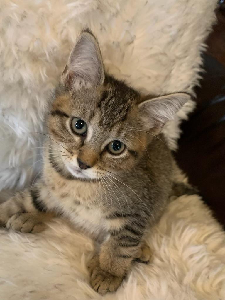 Enlarge Mia, an adopted Extra-Toes Cat / Hemingway Polydactyl in Pasco, WA image 2/6