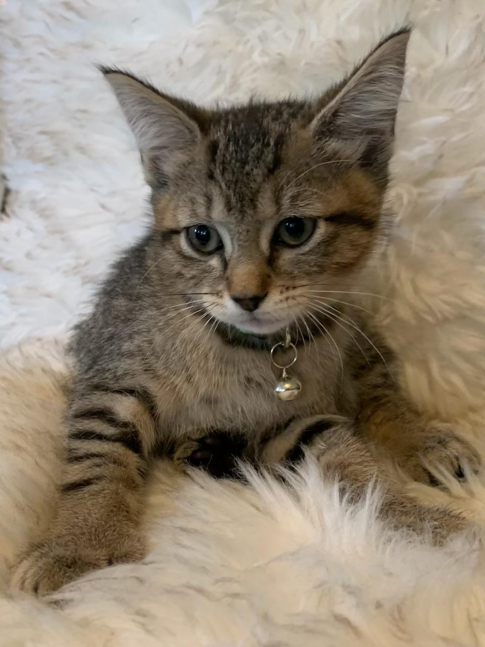 Enlarge Mia, an adopted Extra-Toes Cat / Hemingway Polydactyl in Pasco, WA image 5/6