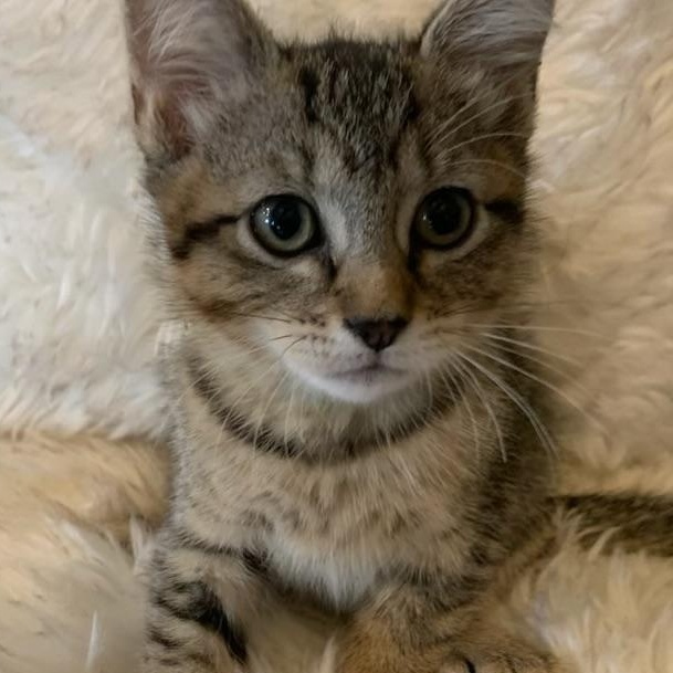 Enlarge Mia, an adopted Extra-Toes Cat / Hemingway Polydactyl in Pasco, WA image 4/6