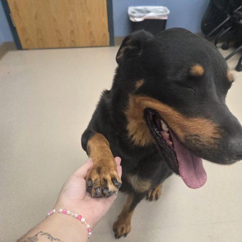Jewels, Adoptable, Adult Female Rottweiler & Mixed Breed.