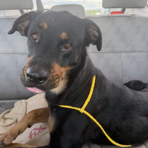 Enlarge Jewels, a Adoptable mixed breed in Grand Junction, CO image 2/5