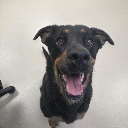 Enlarge Jewels, a Adoptable mixed breed in Grand Junction, CO image 3/5