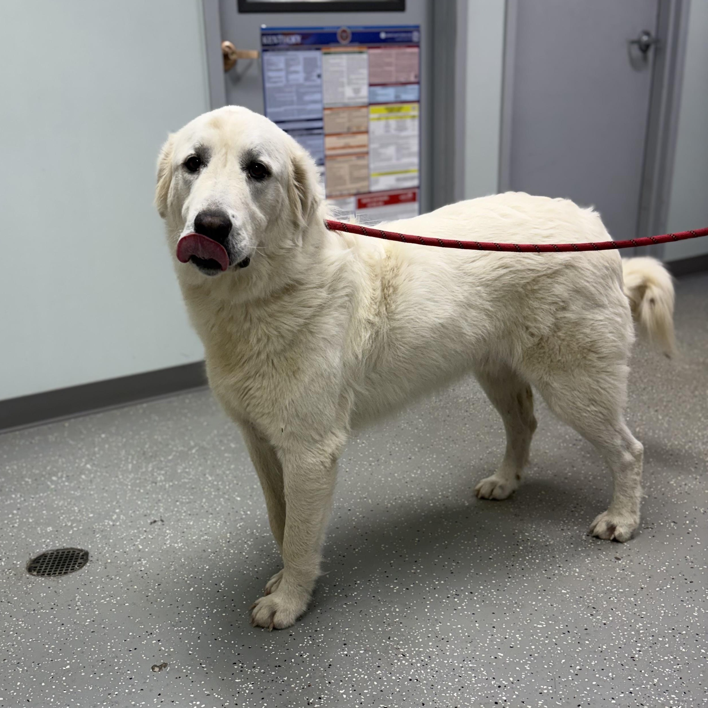 Enlarge Shadowfax, a Adoptable mixed breed in Bardstown, KY image 3/6