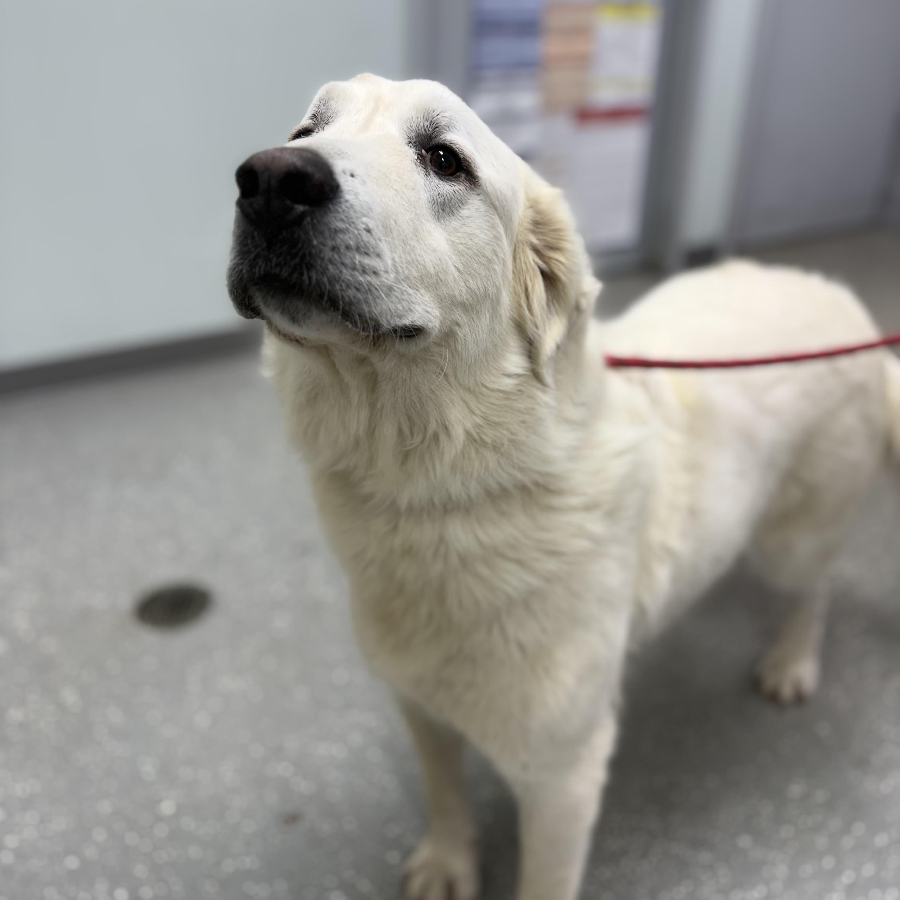 Enlarge Shadowfax, a Adoptable mixed breed in Bardstown, KY image 2/6