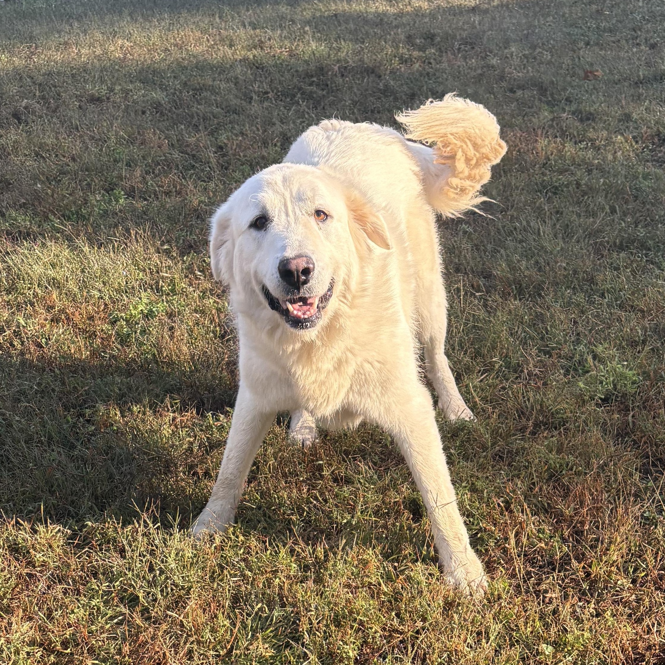 Enlarge Shadowfax, a Adoptable mixed breed in Bardstown, KY image 1/6