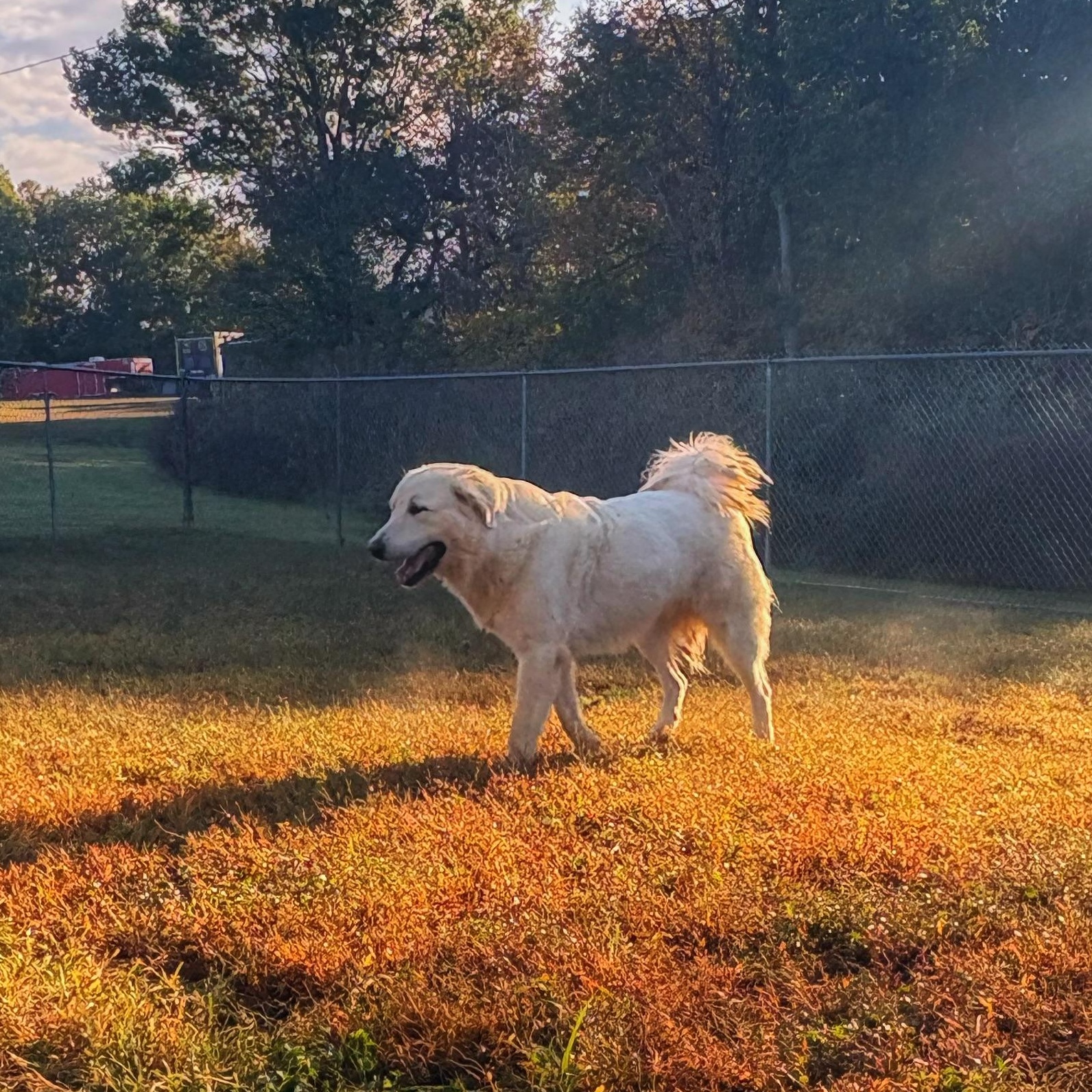 Enlarge Shadowfax, a Adoptable mixed breed in Bardstown, KY image 4/6