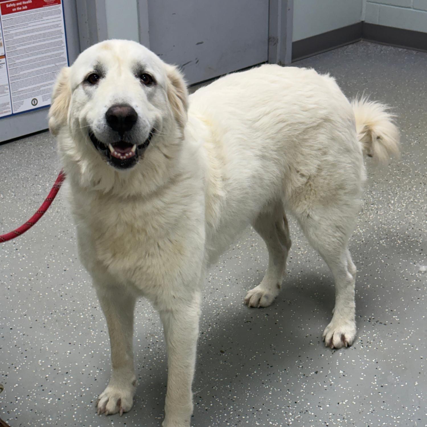Enlarge Shadowfax, a Adoptable mixed breed in Bardstown, KY image 5/6