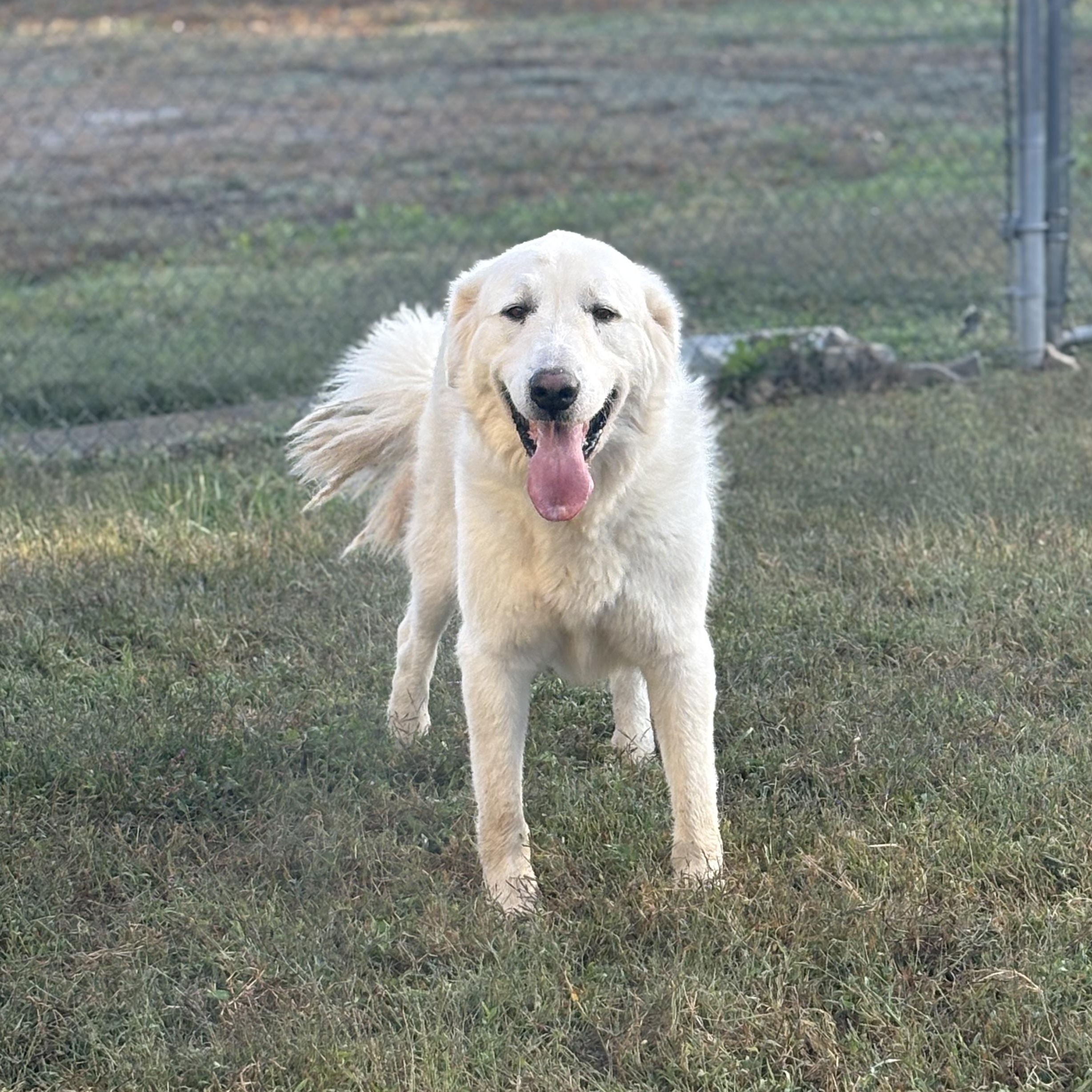 Enlarge Shadowfax, a Adoptable mixed breed in Bardstown, KY image 6/6