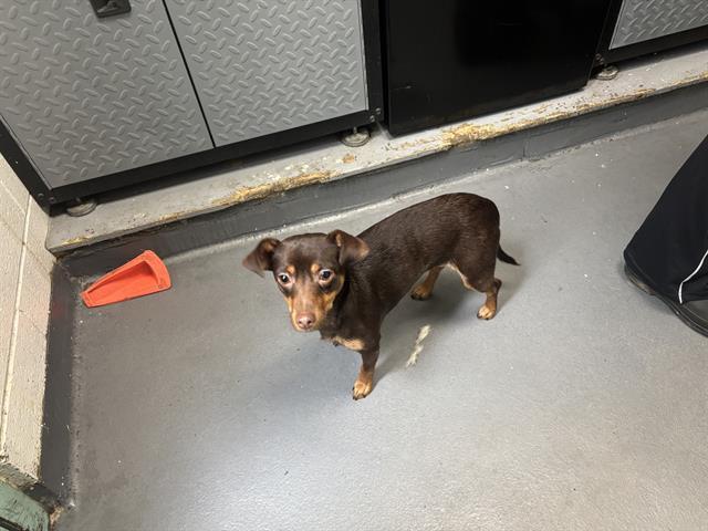 Enlarge SWEET TEA, a Adoptable Miniature Pinscher in Antioch, CA image 1/1