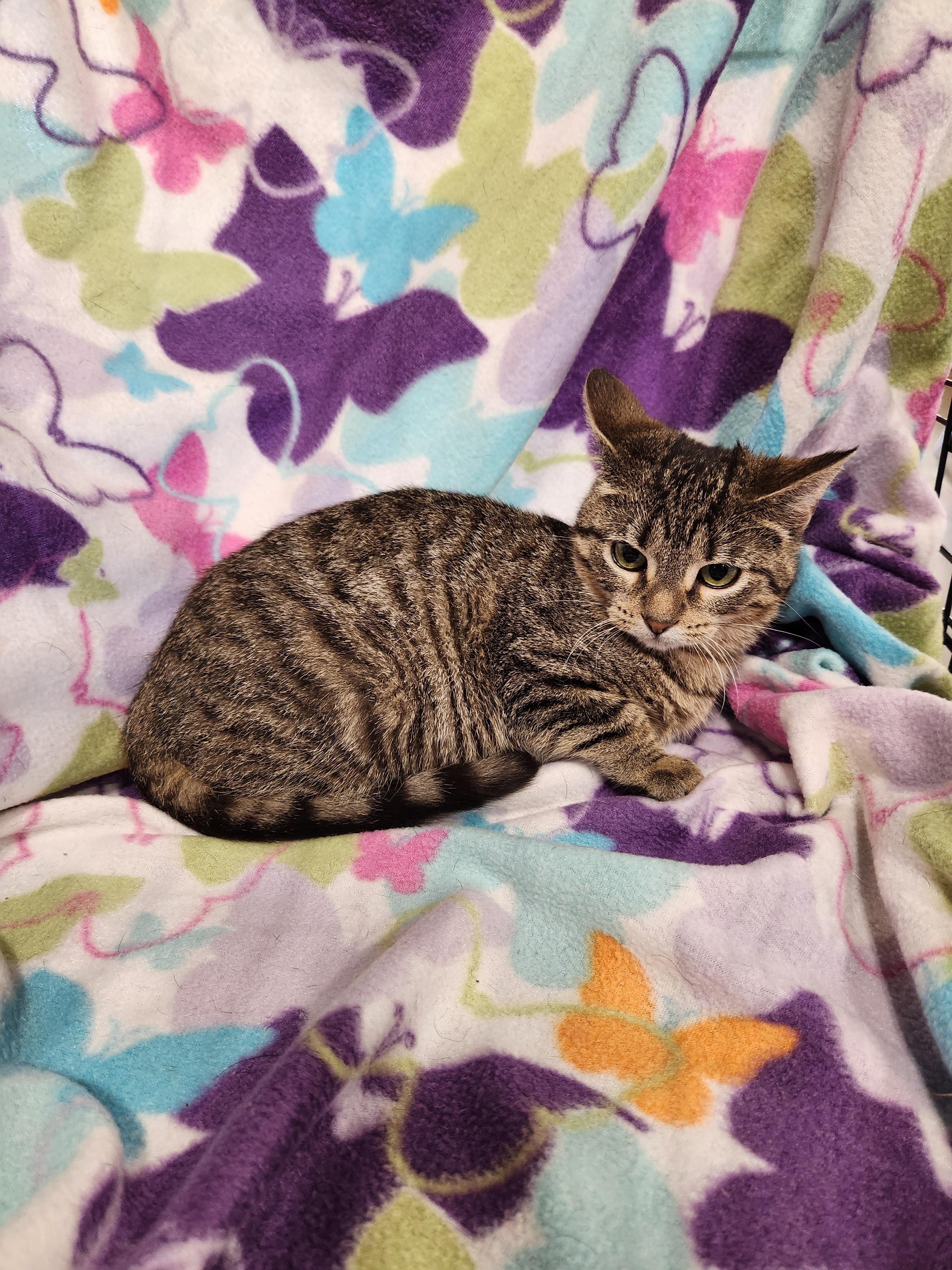 Enlarge Vienna, a ADOPTABLE Domestic Short Hair in Baton Rouge, LA image 1/6