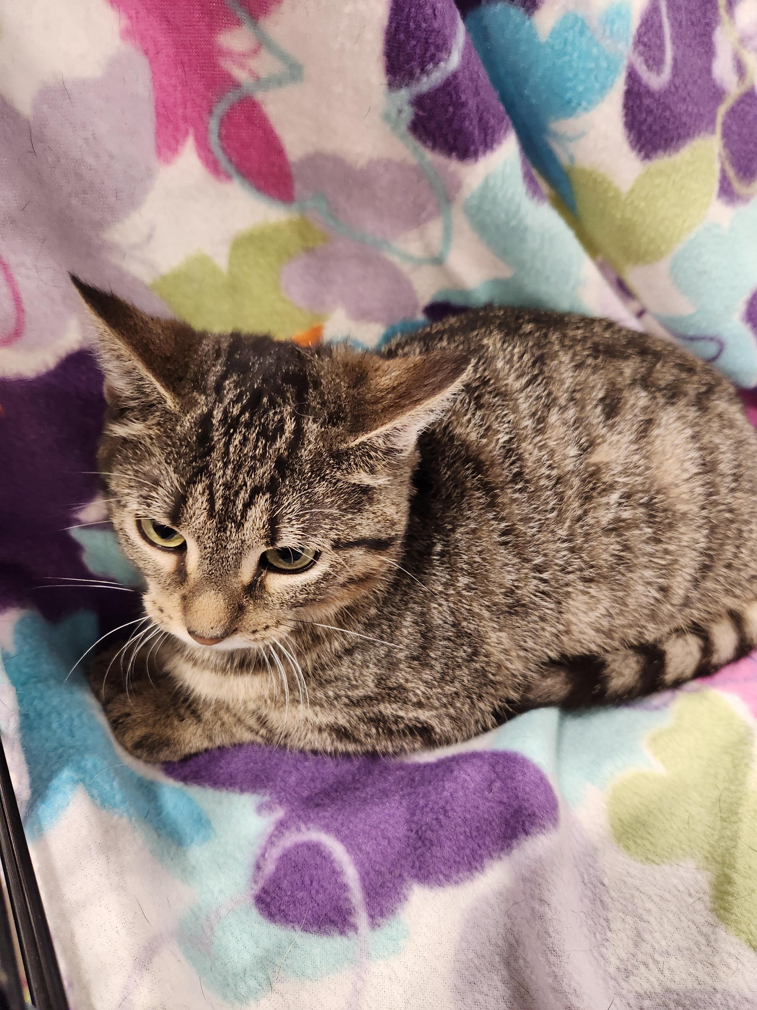 Enlarge Vienna, a ADOPTABLE Domestic Short Hair in Baton Rouge, LA image 5/6