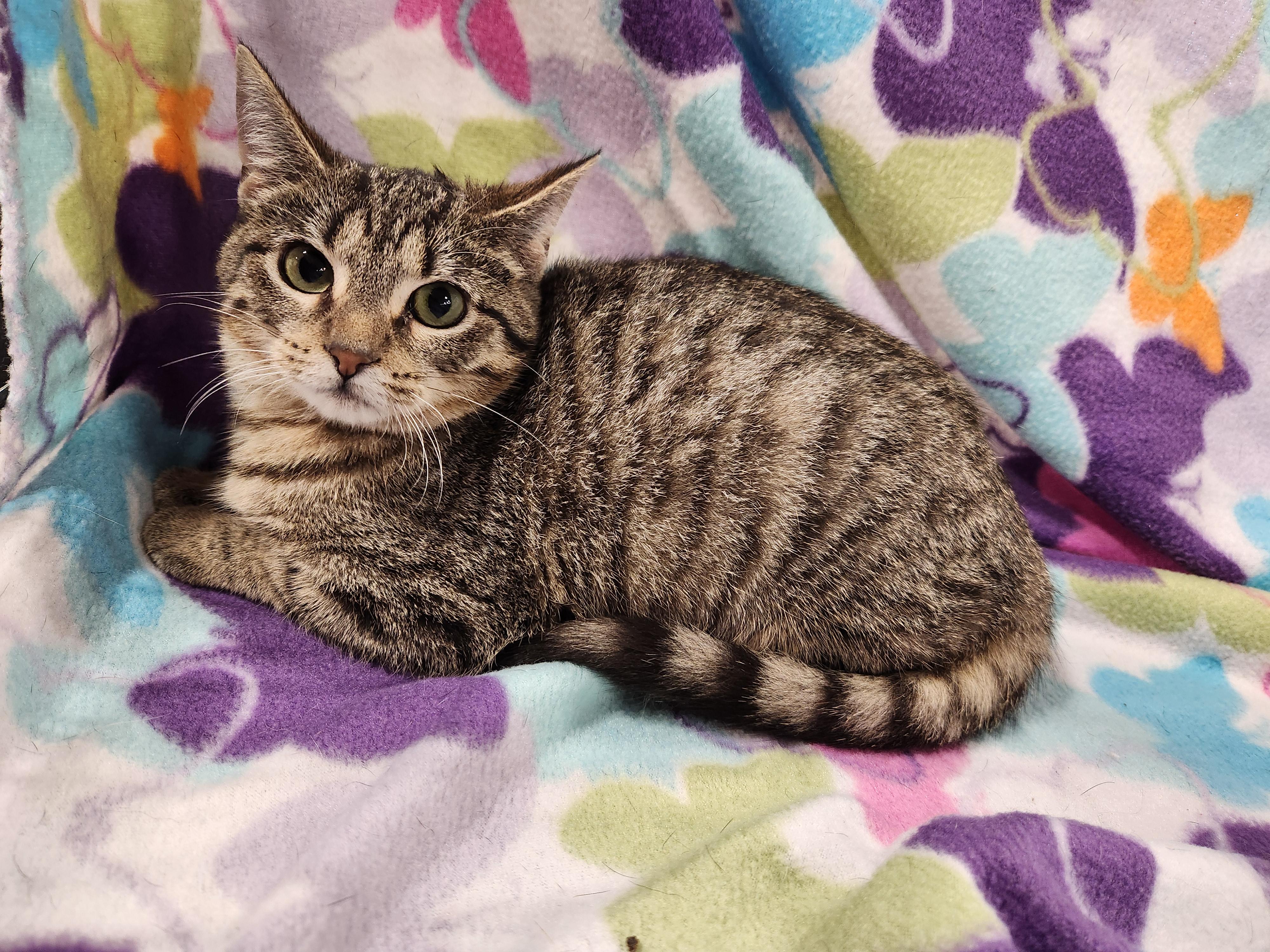 Enlarge Vienna, a ADOPTABLE Domestic Short Hair in Baton Rouge, LA image 3/6