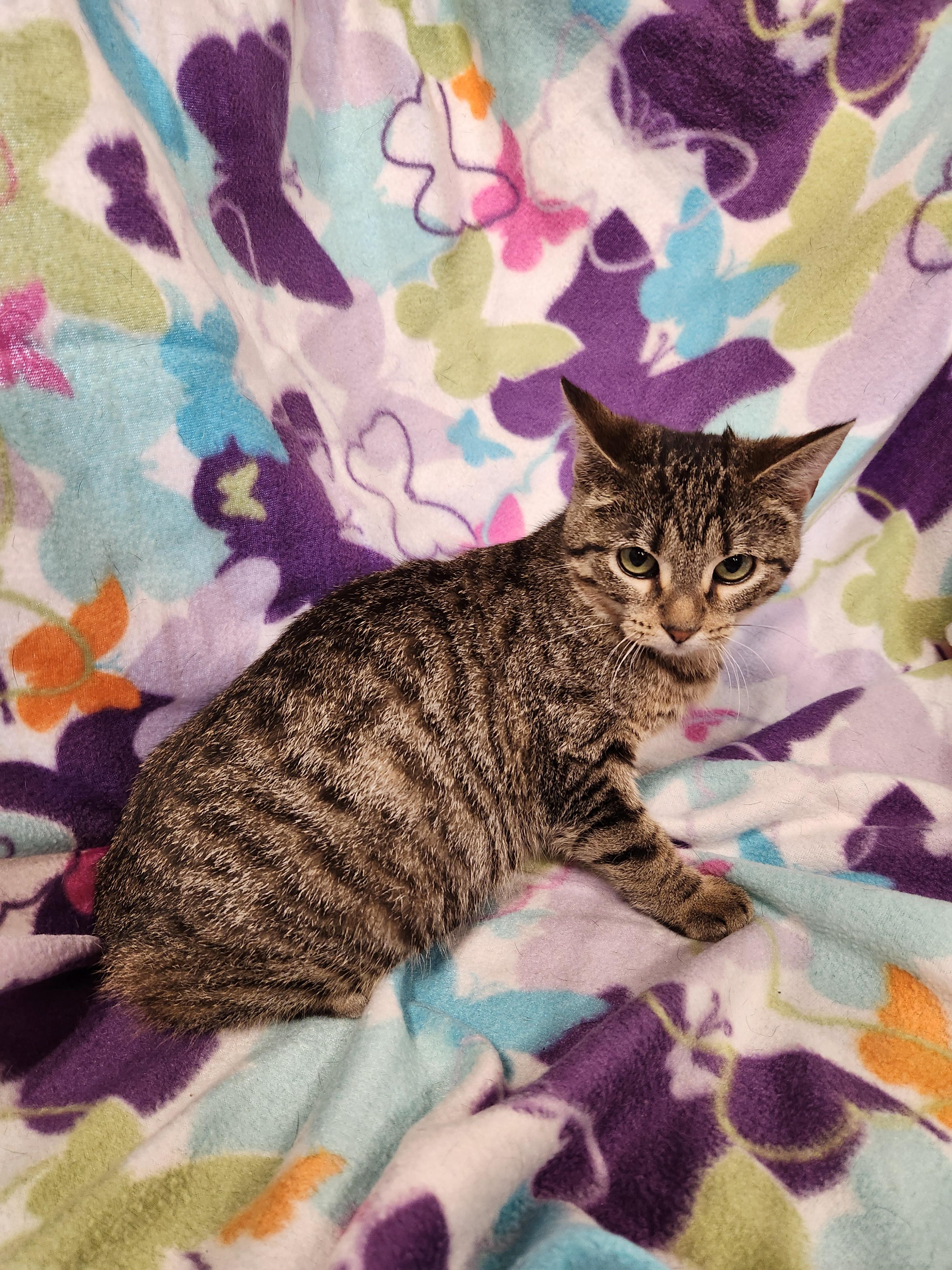 Enlarge Vienna, a ADOPTABLE Domestic Short Hair in Baton Rouge, LA image 6/6