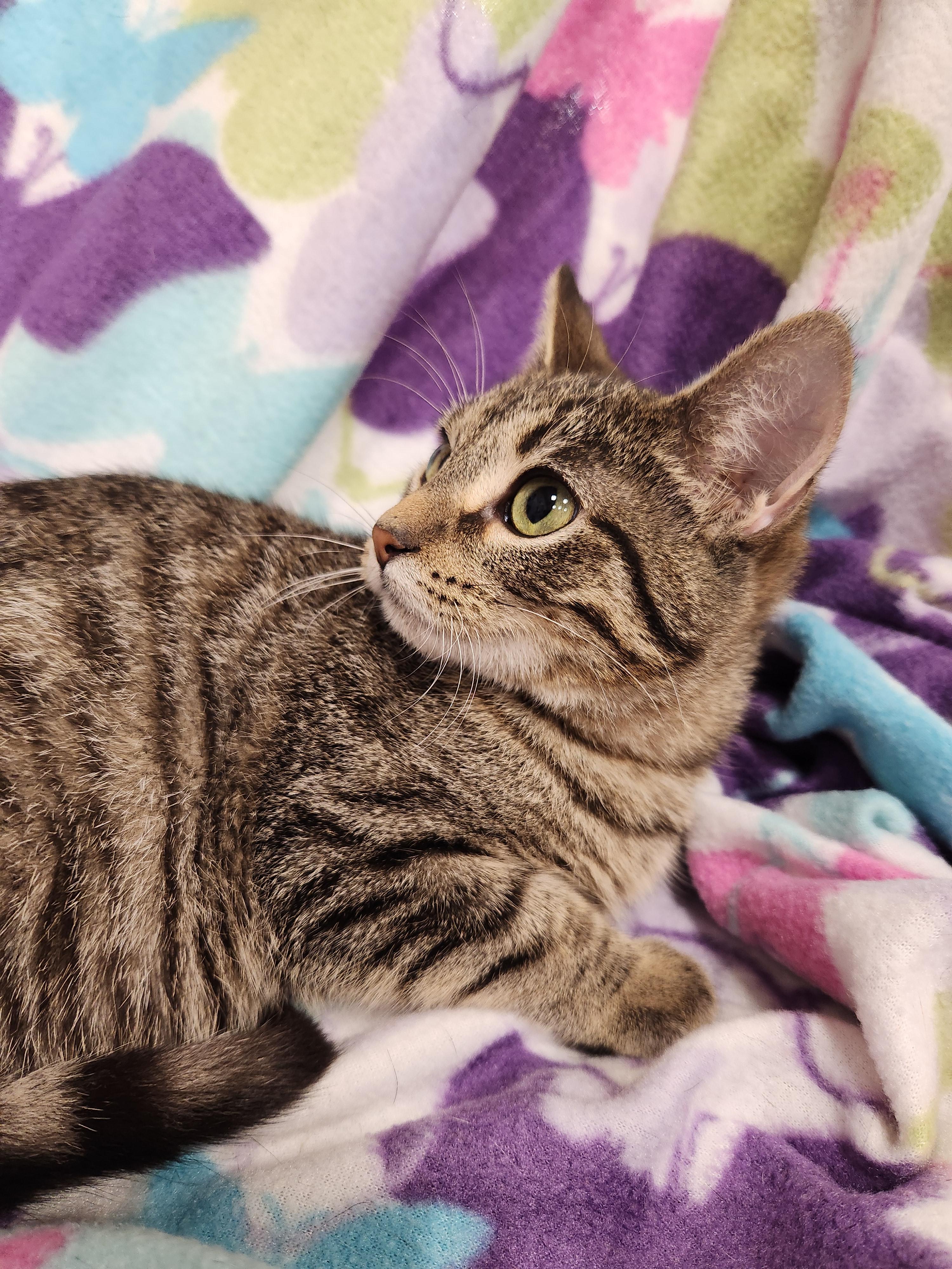Enlarge Vienna, a ADOPTABLE Domestic Short Hair in Baton Rouge, LA image 4/6