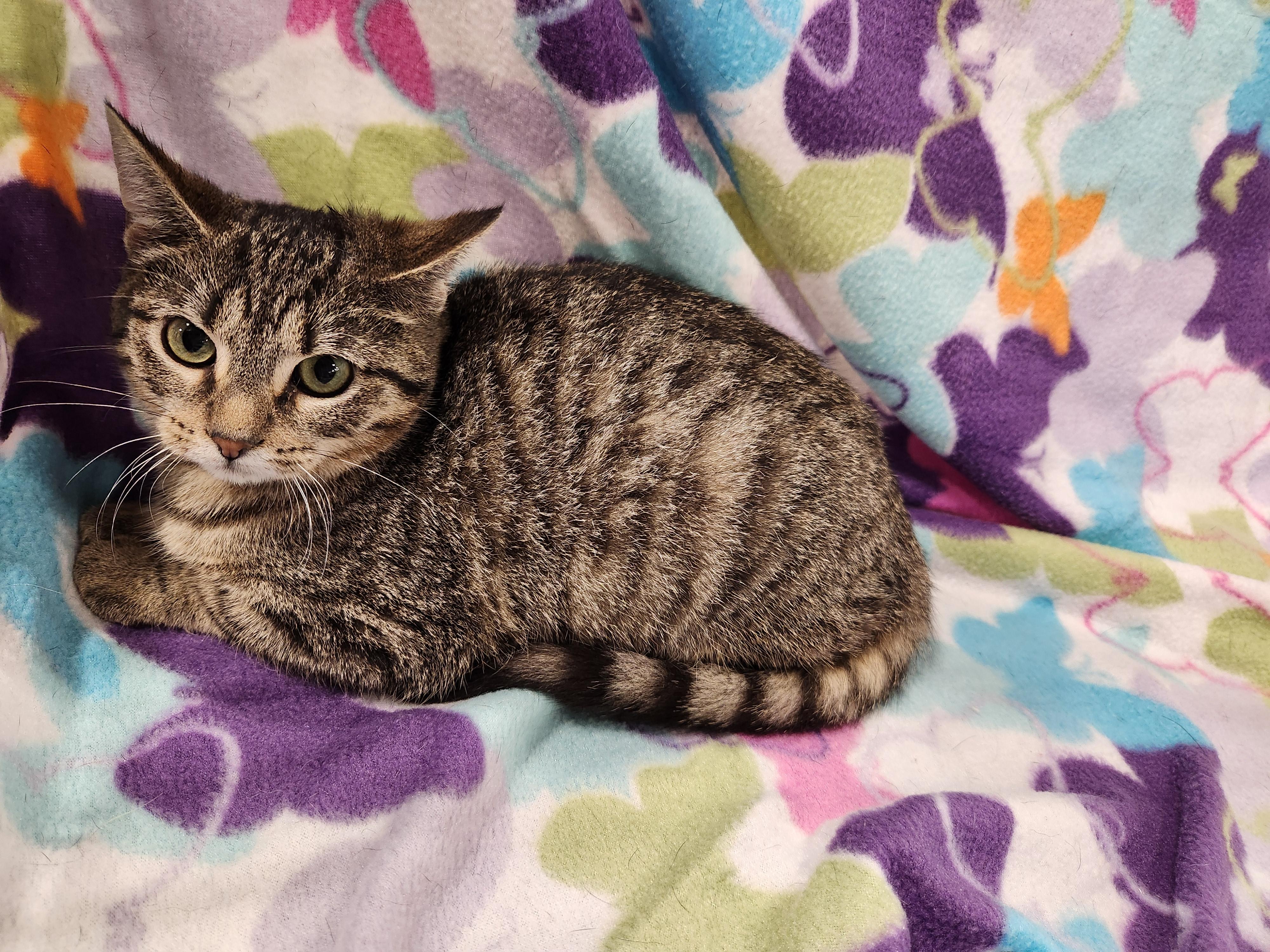 Enlarge Vienna, a ADOPTABLE Domestic Short Hair in Baton Rouge, LA image 2/6