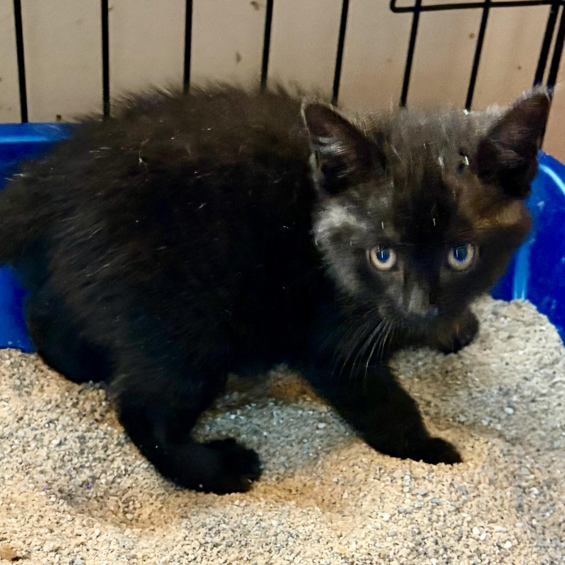 Enlarge Chance, an adopted Domestic Short Hair in Houghton Lake, MI image 2/5