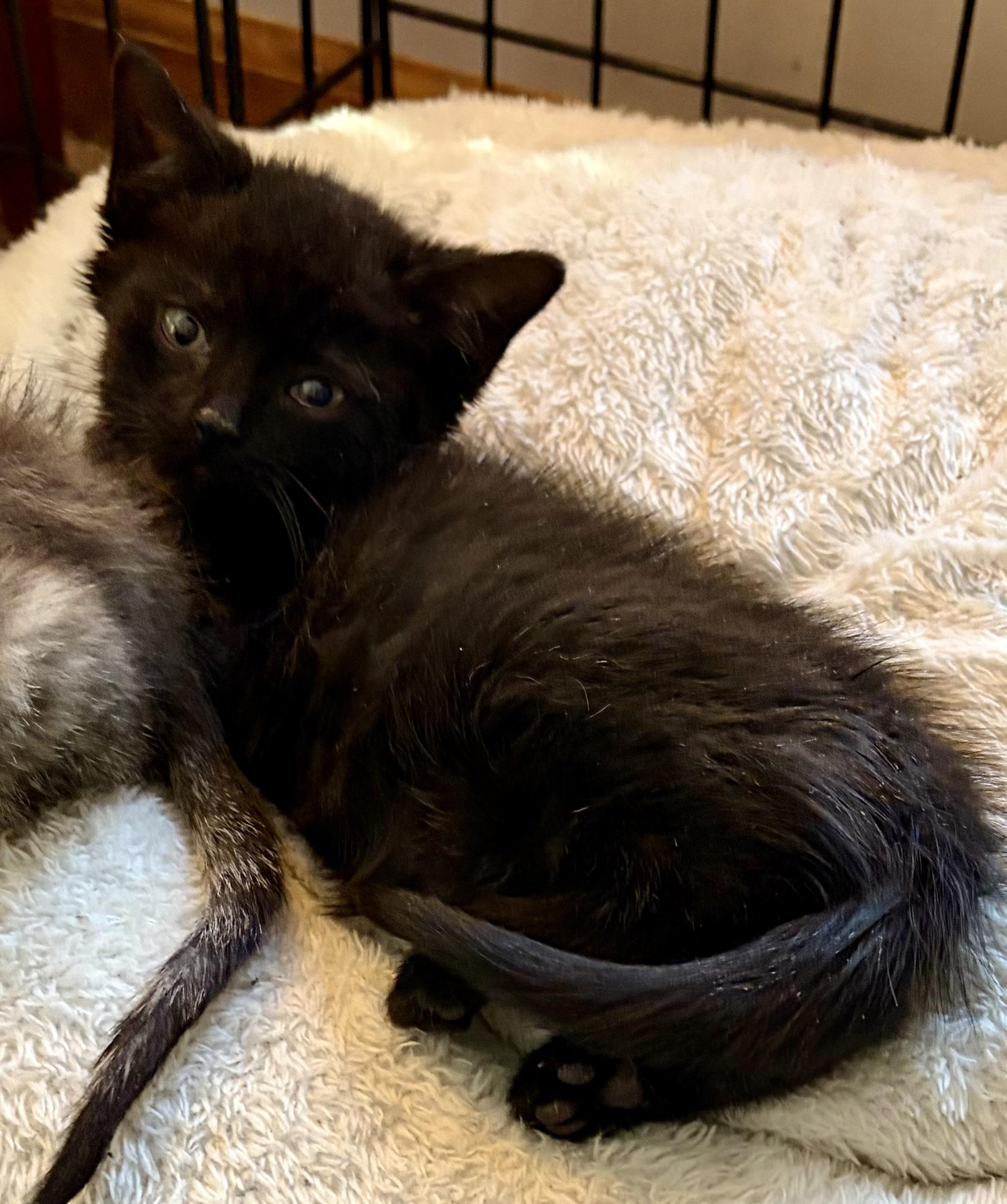 Enlarge Chance, an adopted Domestic Short Hair in Houghton Lake, MI image 5/5