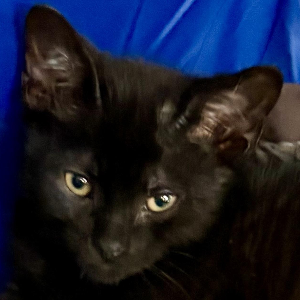 Enlarge Chance, an adopted Domestic Short Hair in Houghton Lake, MI image 1/5