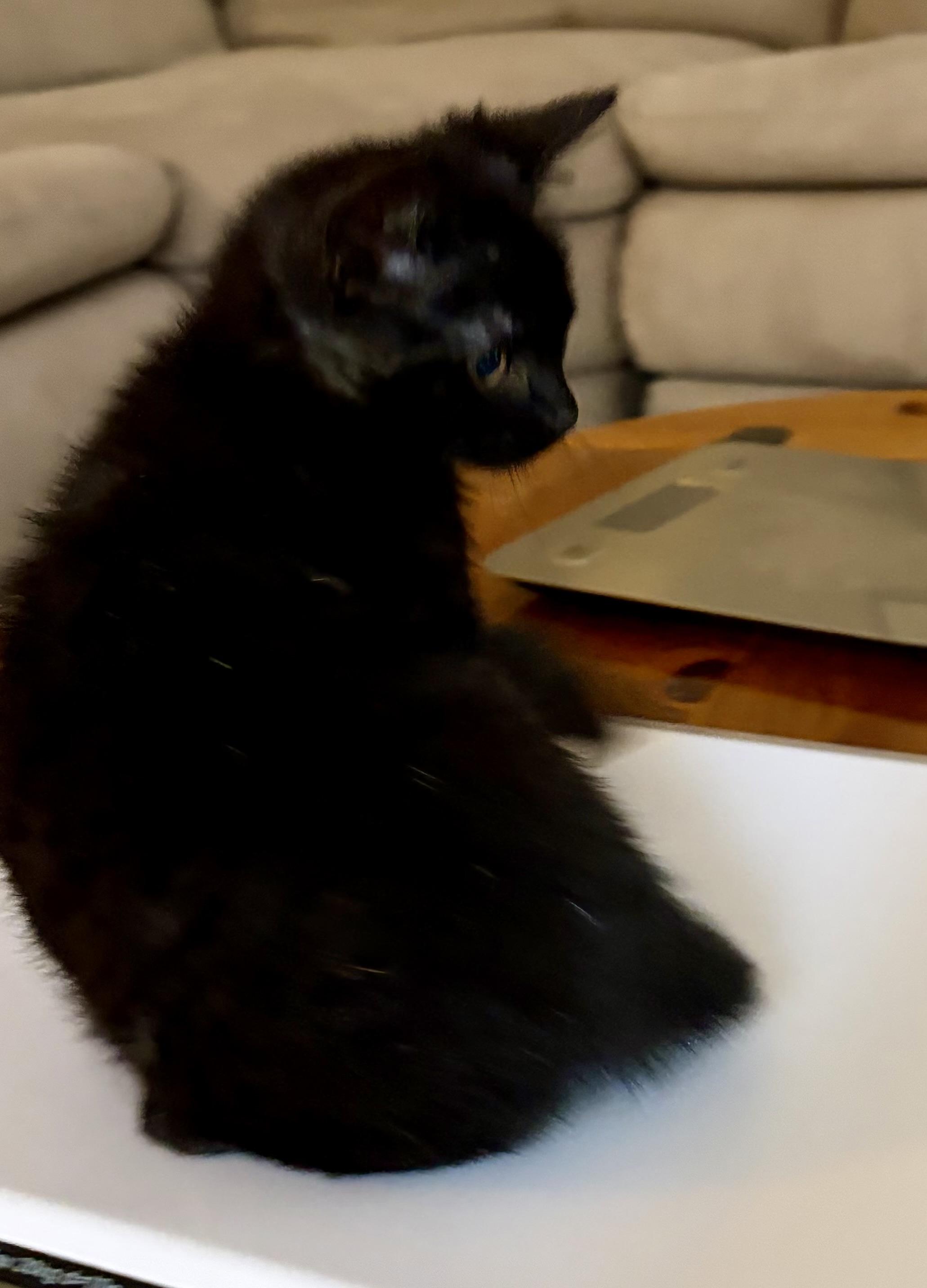 Enlarge Chance, an adopted Domestic Short Hair in Houghton Lake, MI image 3/5