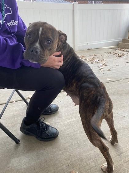 Enlarge Mae, a Adoptable Mixed Breed in Munster, IN image 2/5