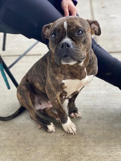 Mae, a Adoptable Mixed Breed in Munster, IN image 3/3