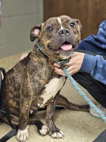 Enlarge Mae, a Adoptable Mixed Breed in Munster, IN image 3/6