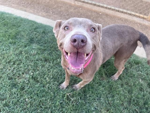 Enlarge Misty A217515 VIP, a ADOPTABLE mixed breed in Plano, TX image 2/6