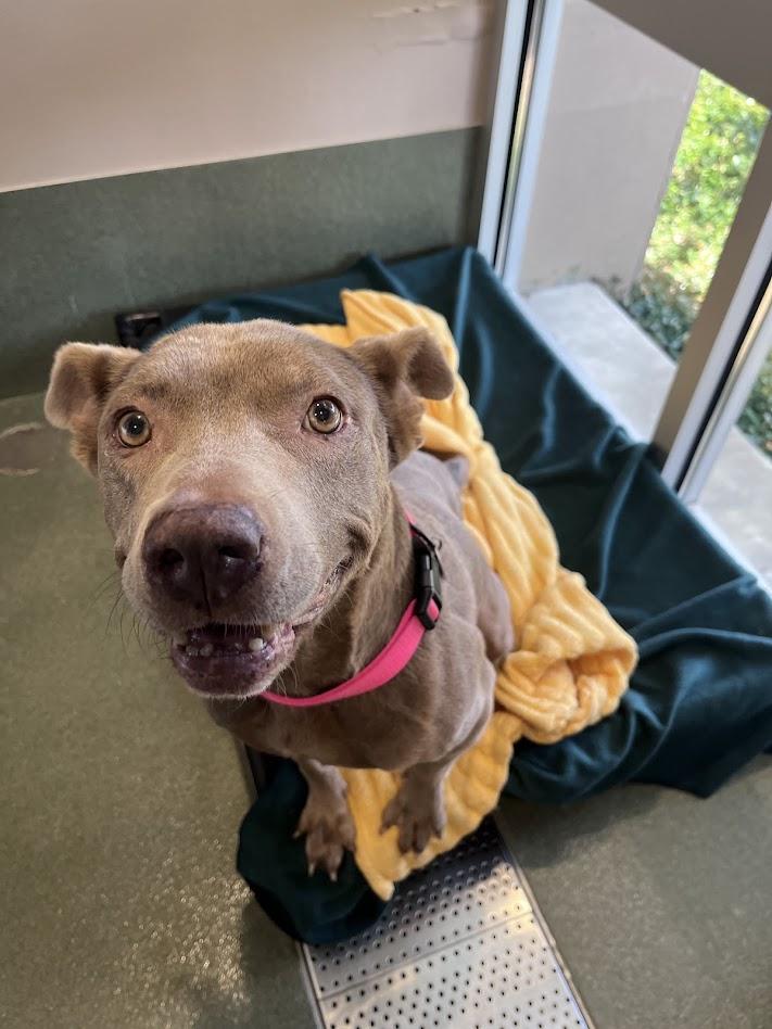 Misty A217515 VIP, ADOPTABLE, Adult Female Labrador Retriever.