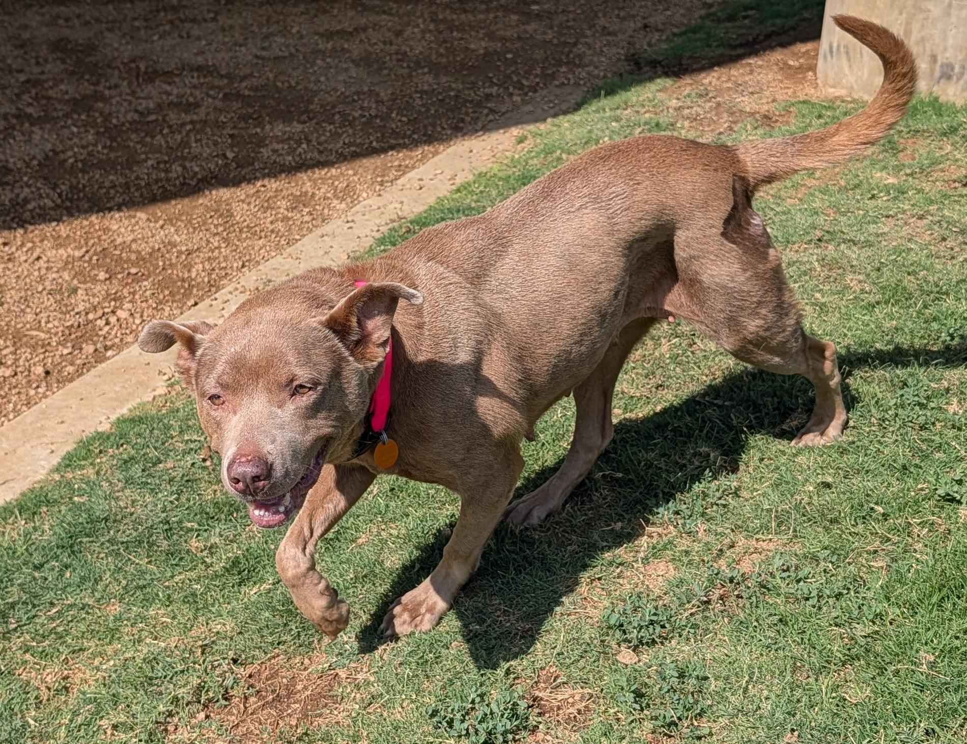Enlarge Misty A217515 VIP, a ADOPTABLE mixed breed in Plano, TX image 5/6