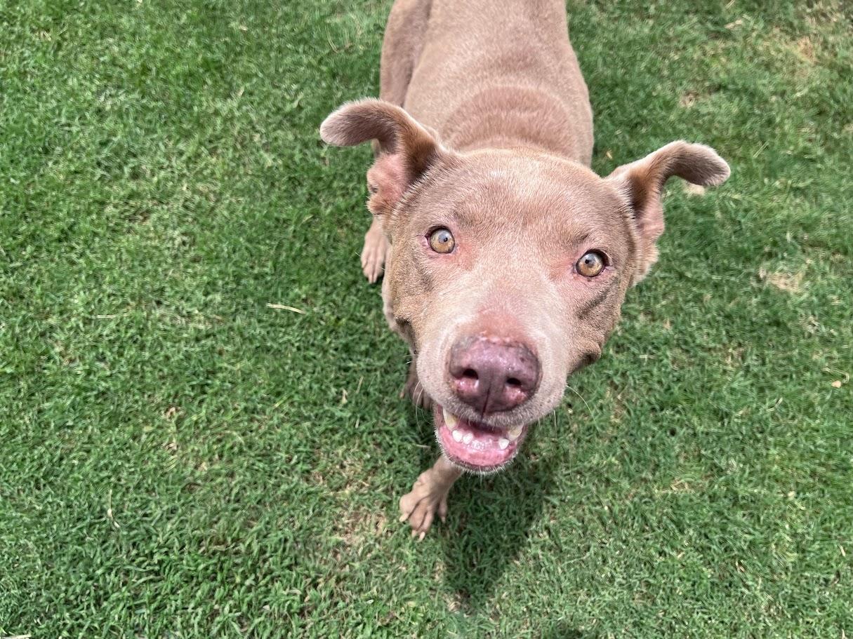 Enlarge Misty A217515 VIP, a ADOPTABLE mixed breed in Plano, TX image 3/6
