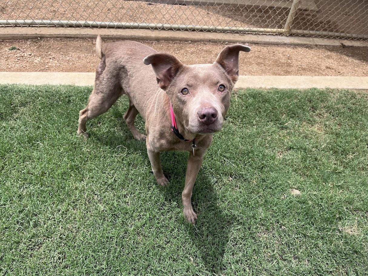 Enlarge Misty A217515 VIP, a ADOPTABLE mixed breed in Plano, TX image 4/6