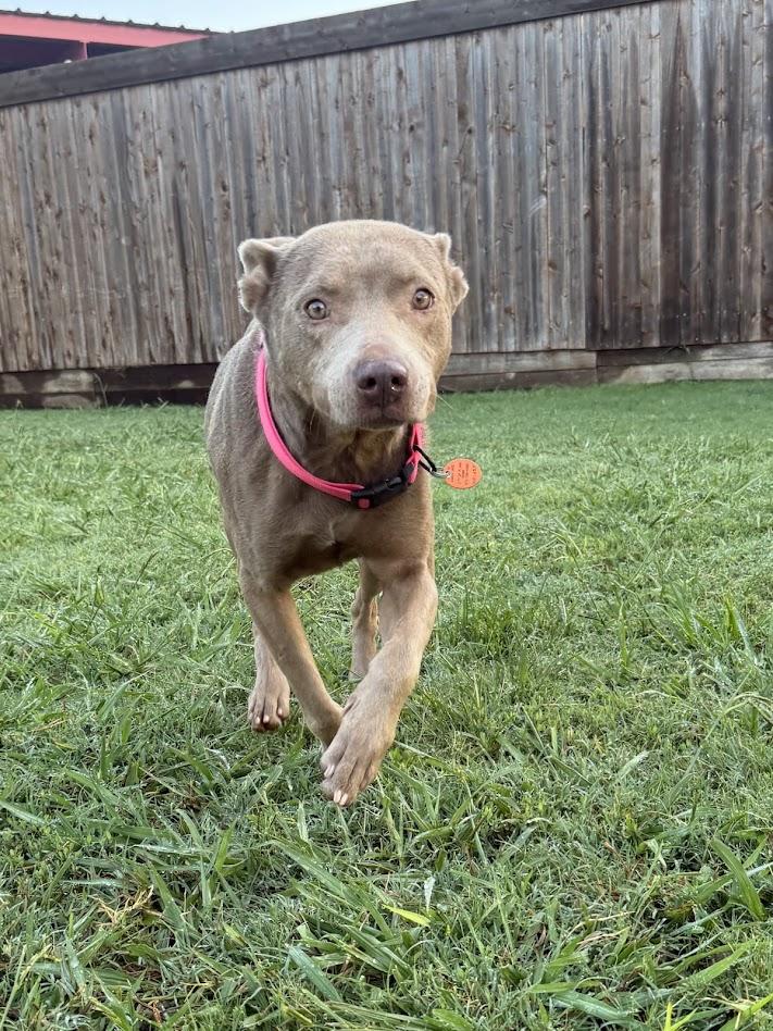Enlarge Misty A217515 VIP, a ADOPTABLE mixed breed in Plano, TX image 6/6
