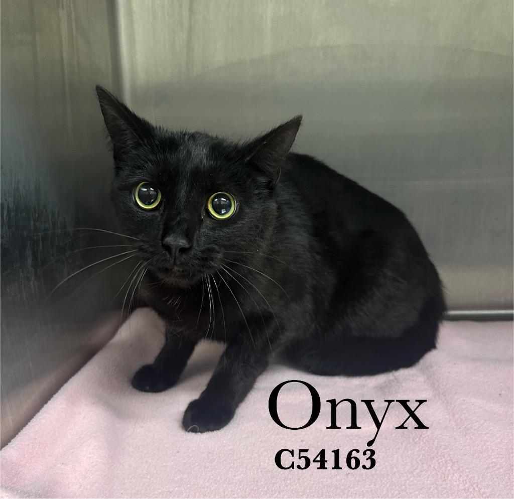 Onyx, Adoptable, Young Male Domestic Short Hair.