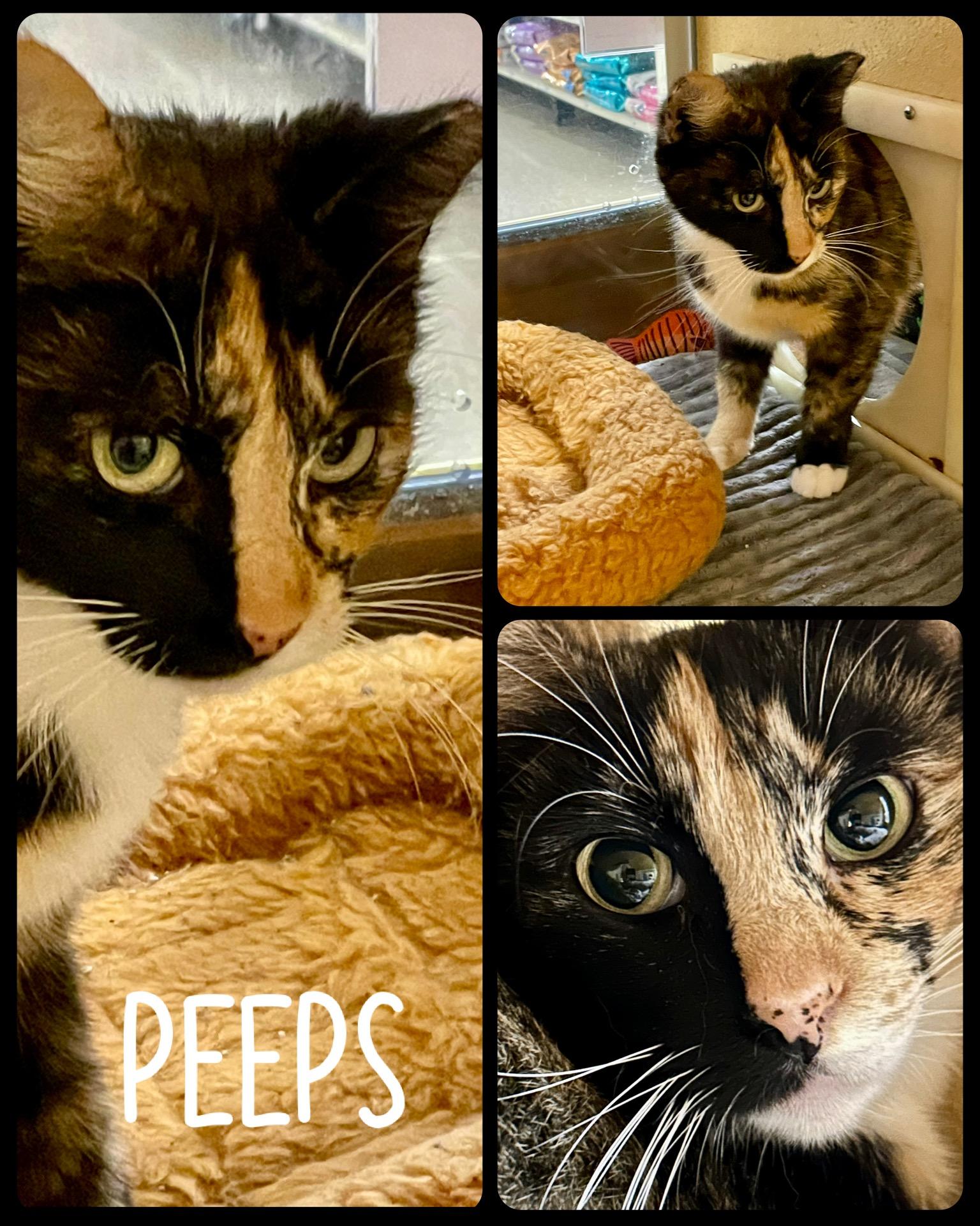 Enlarge Peeps, a Adoptable mixed breed in Fort Worth, TX image 1/1