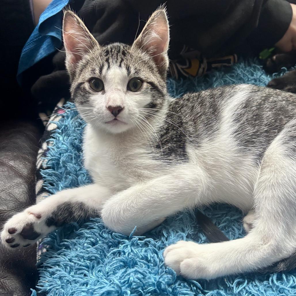 Luigi, adopted, Young Male Domestic Short Hair.