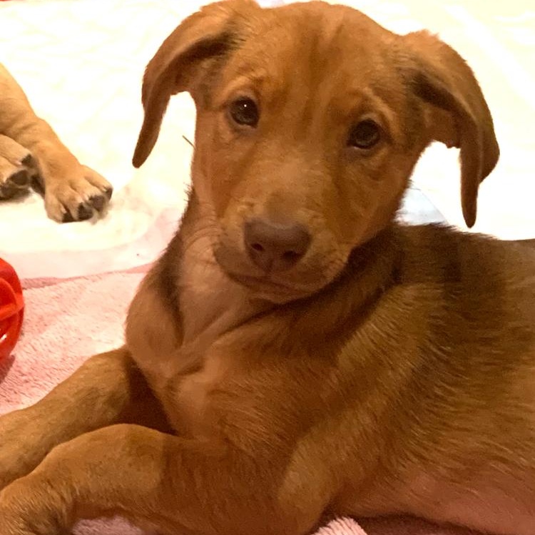 Enlarge Magda, an adopted mixed breed in Palatine, IL image 2/5