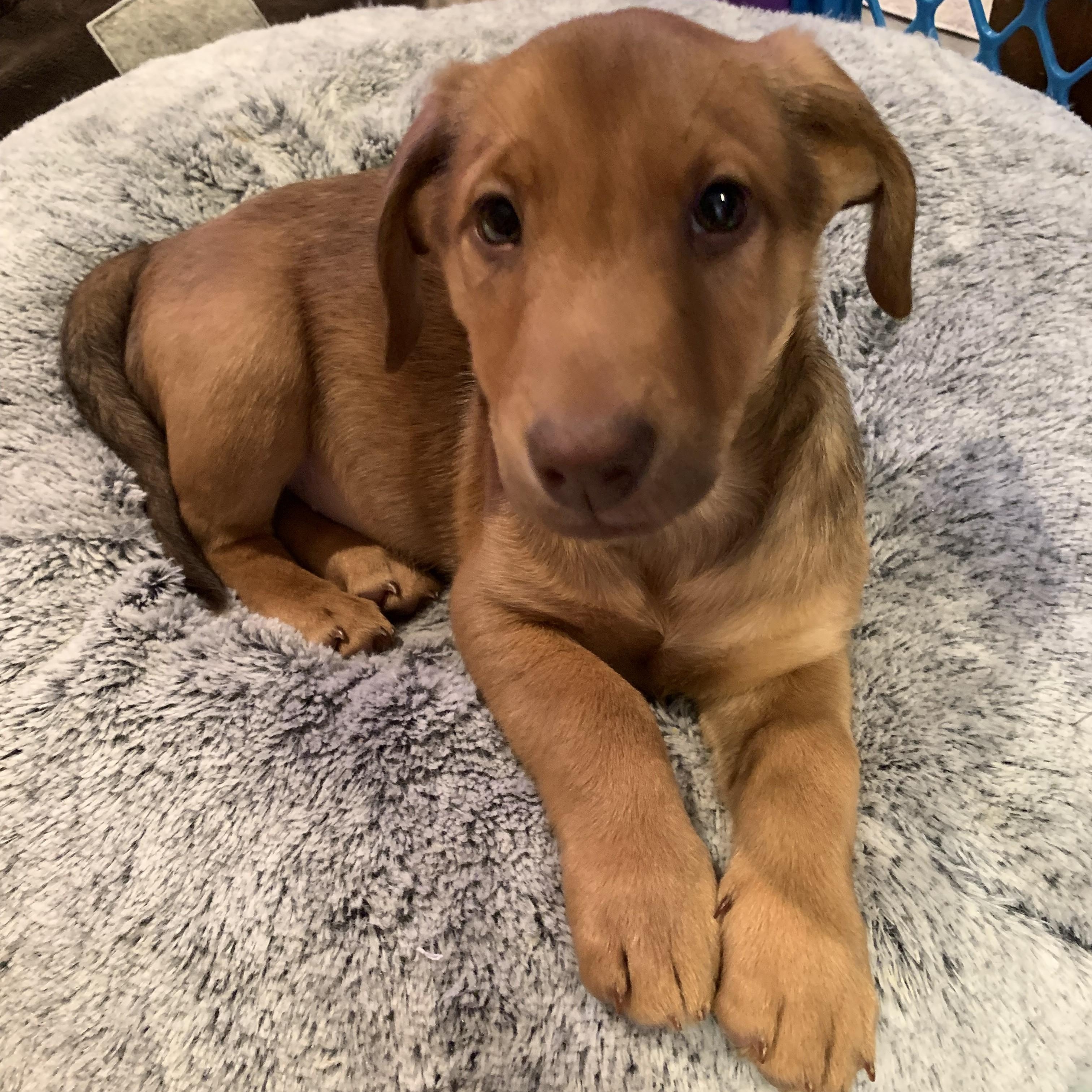 Enlarge Magda, an adopted mixed breed in Palatine, IL image 1/5