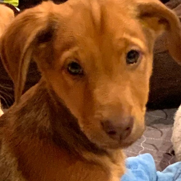 Enlarge Magda, an adopted mixed breed in Palatine, IL image 3/5