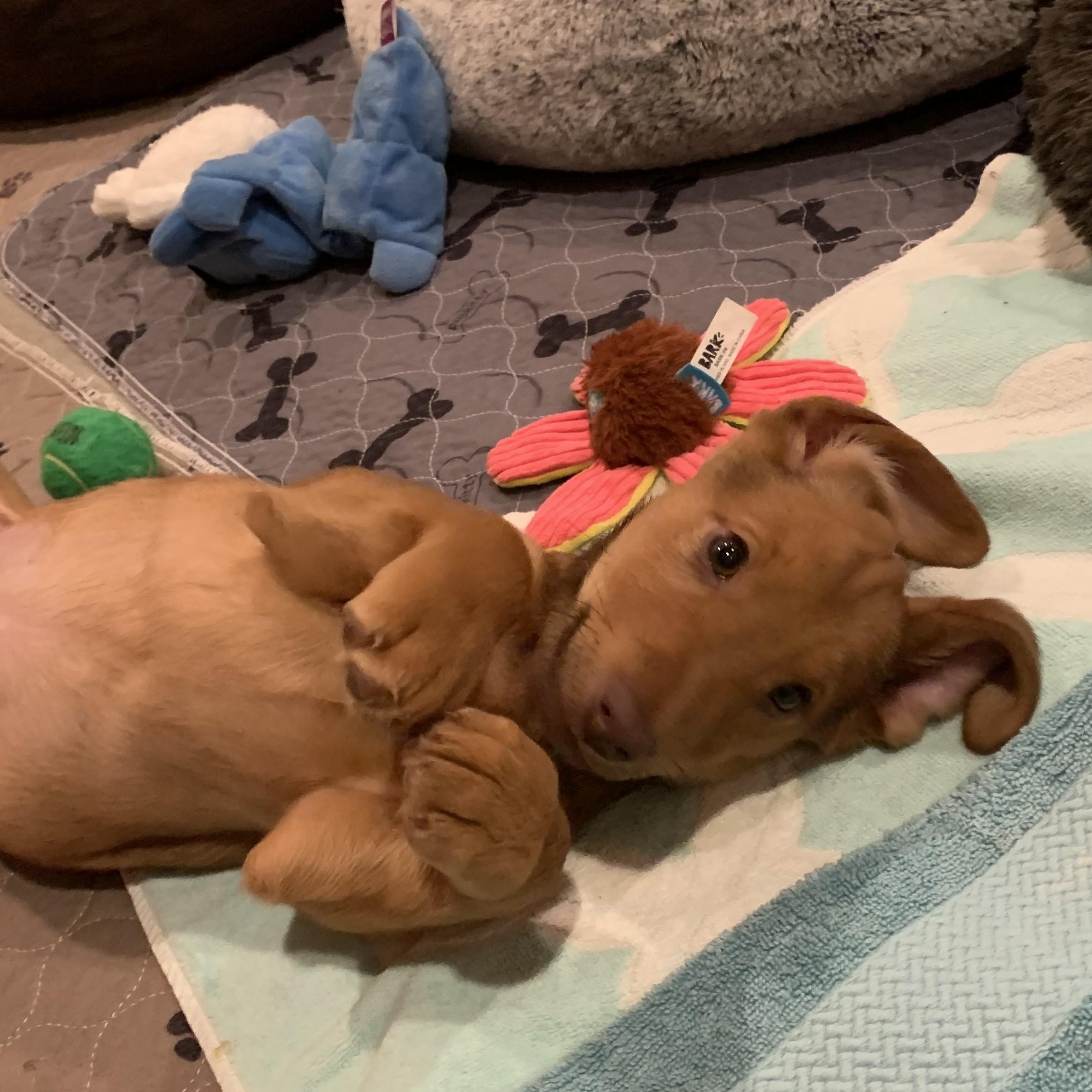 Enlarge Magda, an adopted mixed breed in Palatine, IL image 4/5