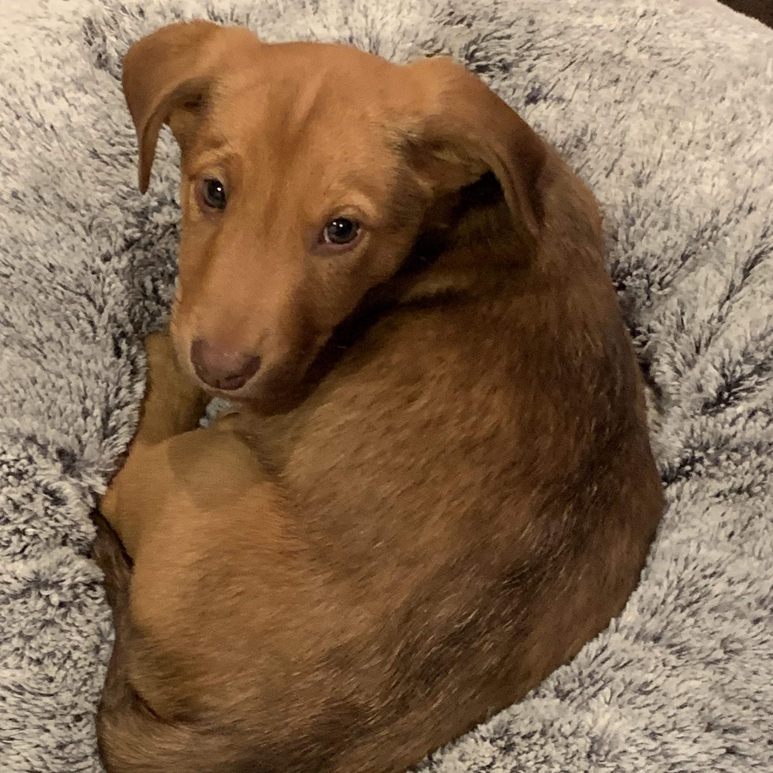 Enlarge Magda, an adopted mixed breed in Palatine, IL image 5/5