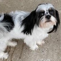 Little Girl, a Adopted Shih Tzu in Dripping Springs, TX image 2/3