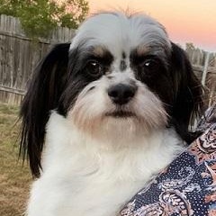 Little Girl, Adopted, Adult Female Shih Tzu.