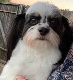 Little Girl, a Adopted Shih Tzu in Dripping Springs, TX image 3/3