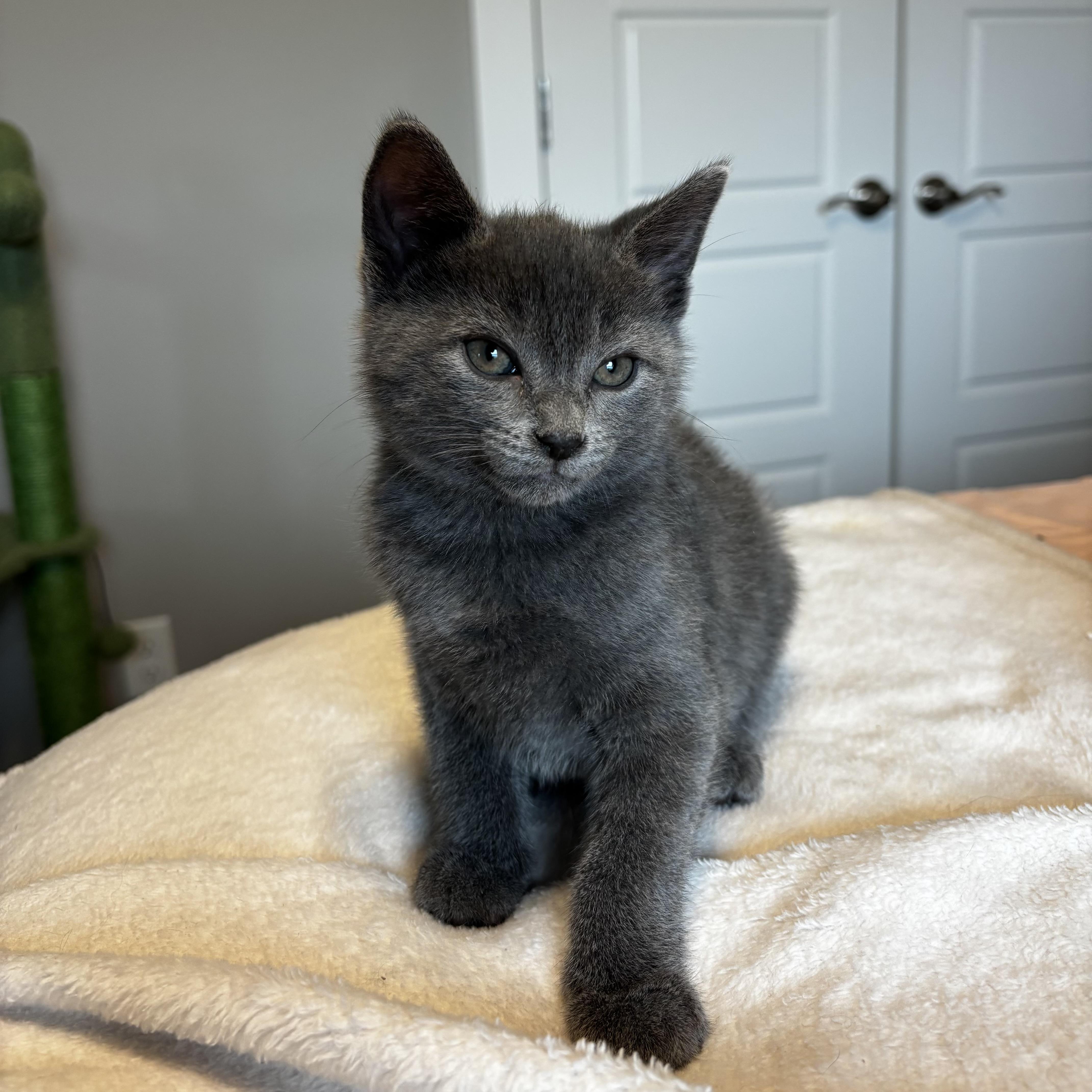 Gigas, ADOPTABLE, Young Male Russian Blue.