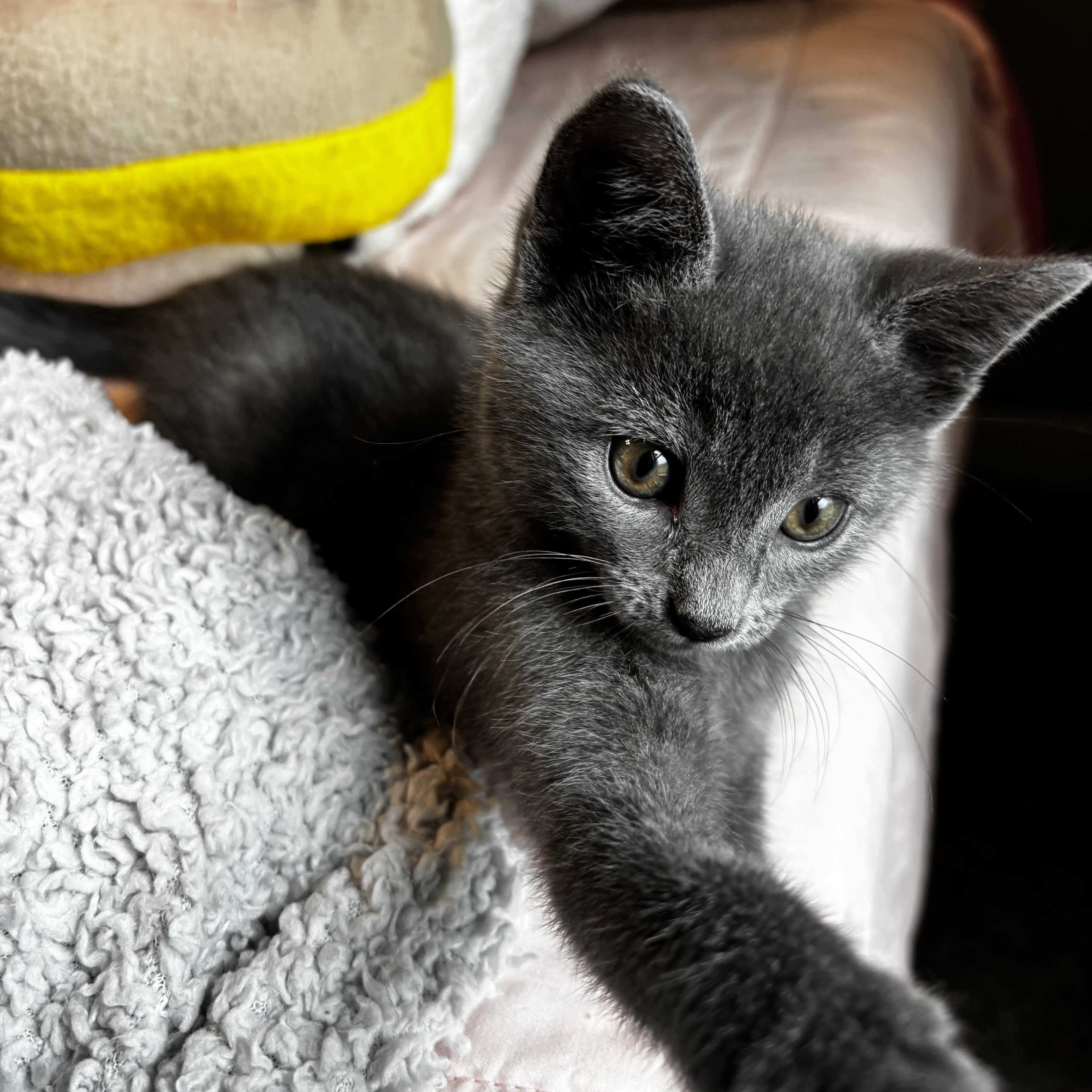 Enlarge Gigas, a ADOPTABLE Russian Blue in Bentonville, AR image 2/2
