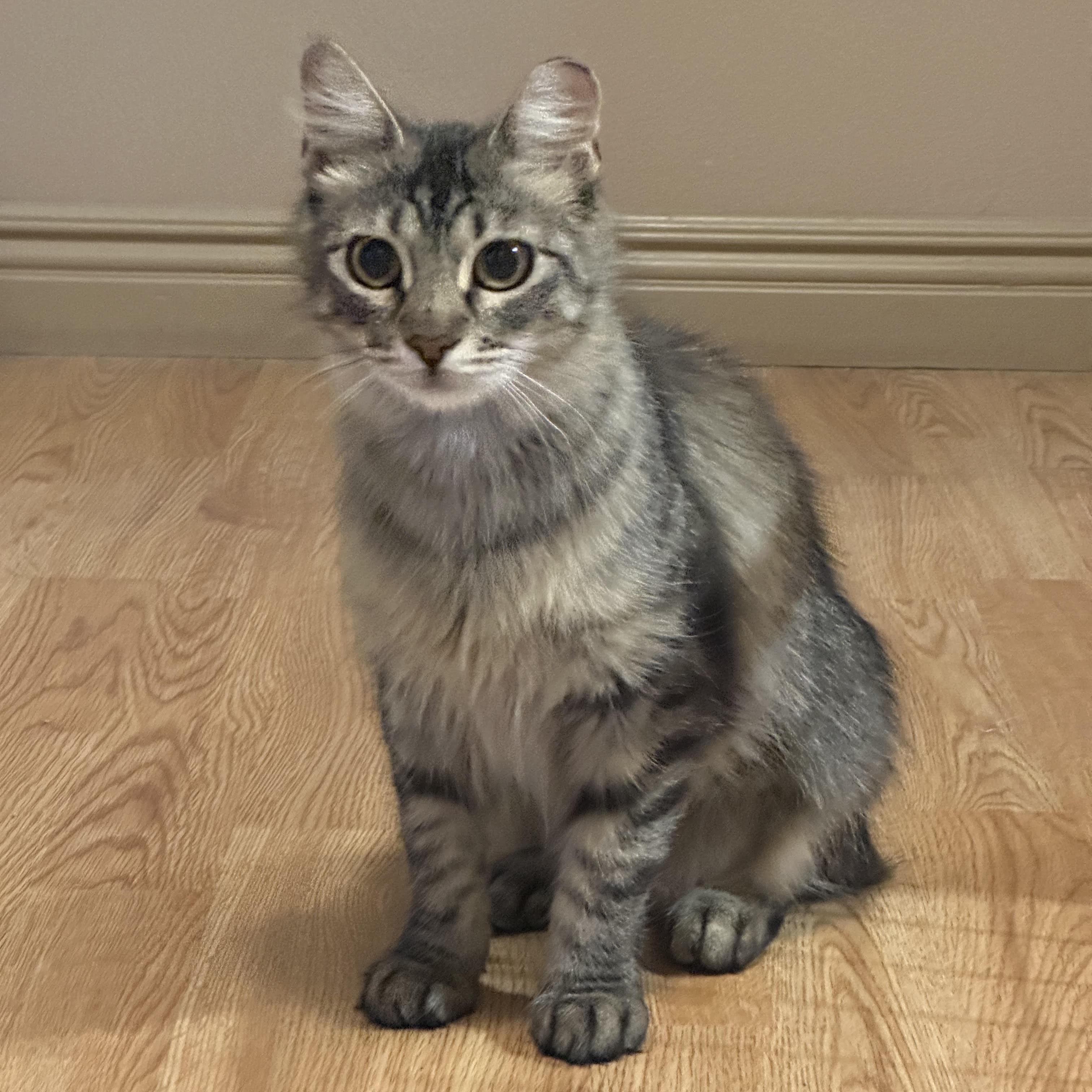 Enlarge Peanut Bell, a Adoptable Domestic Long Hair in Denver, CO image 1/4