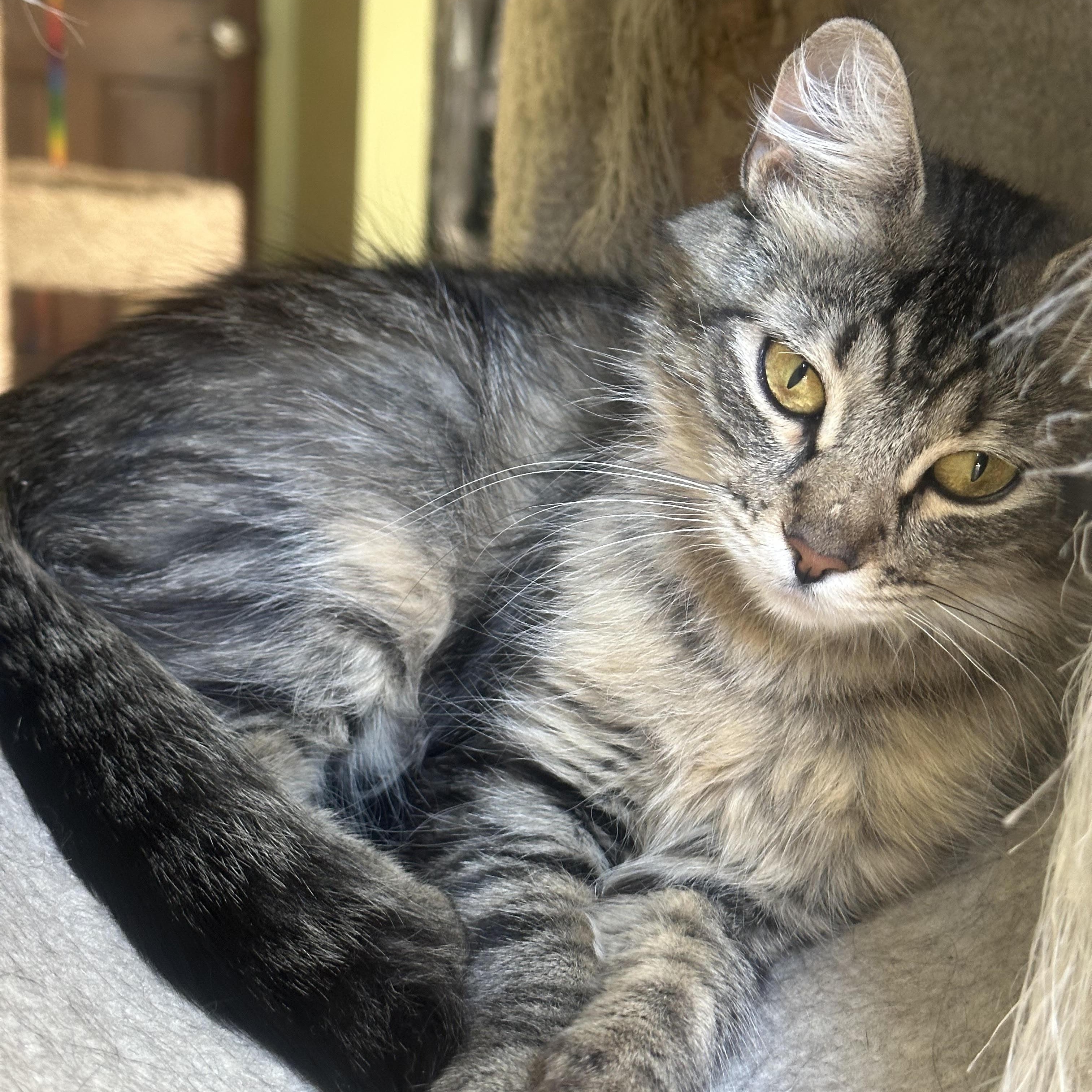 Enlarge Peanut Bell, a Adoptable Domestic Long Hair in Denver, CO image 3/4