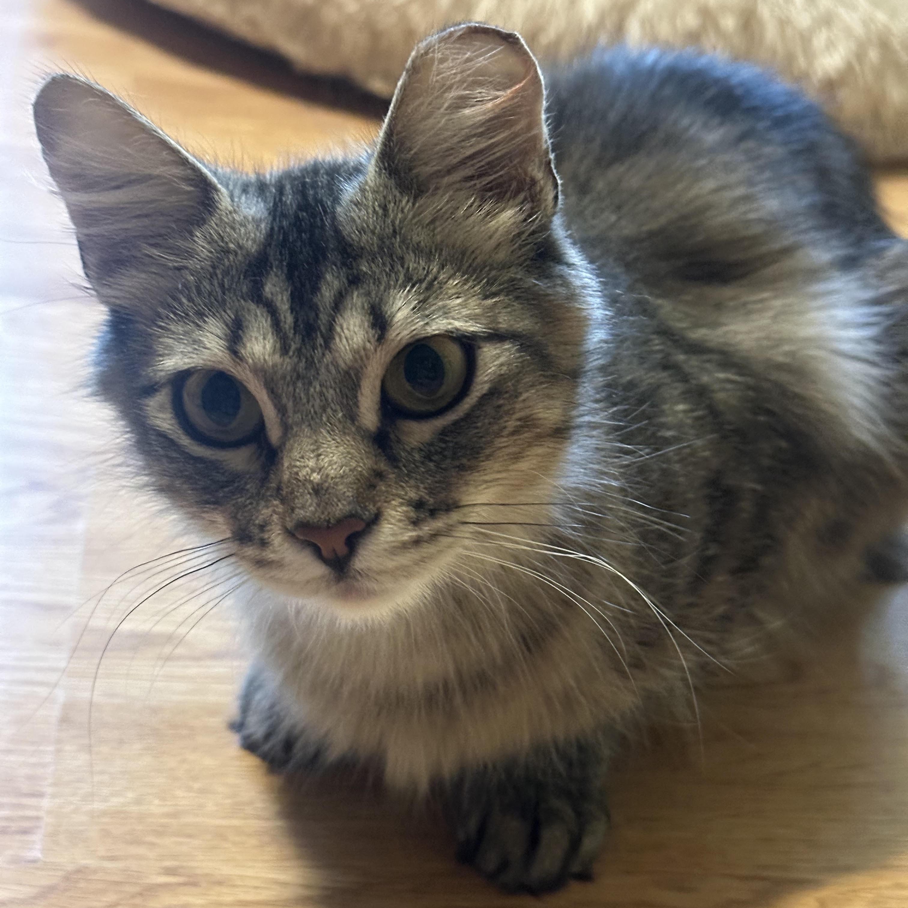 Enlarge Peanut Bell, a Adoptable Domestic Long Hair in Denver, CO image 2/4